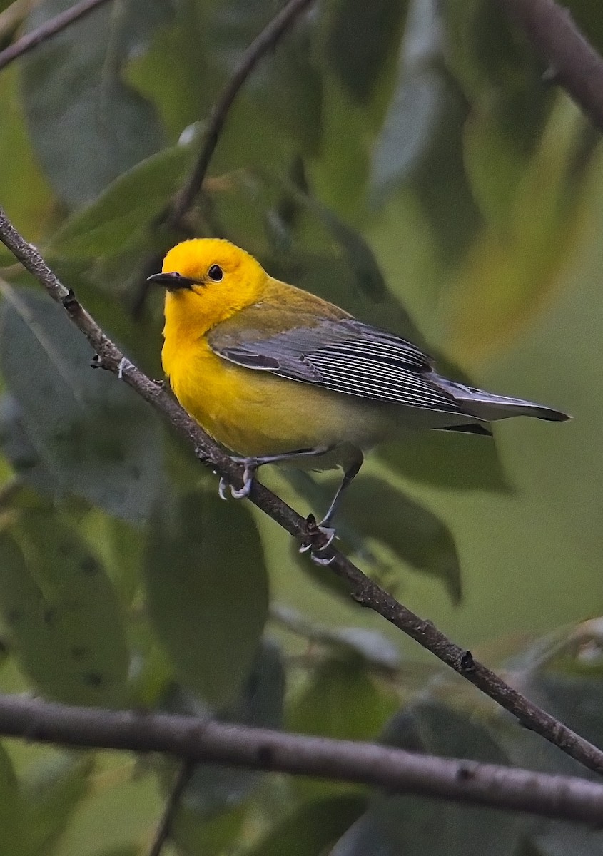 Prothonotary Warbler - ML636623309
