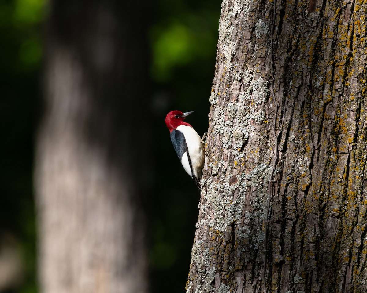 datel červenohlavý - ML636623359