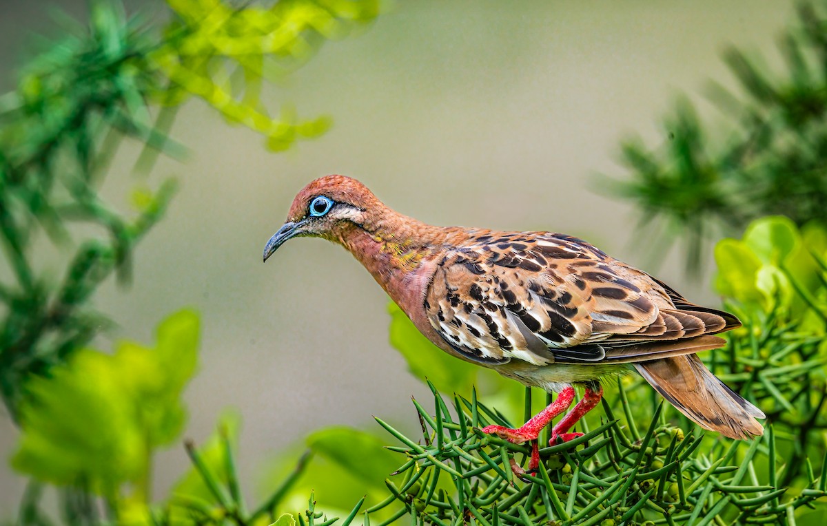 Galapagos Dove - ML636623373
