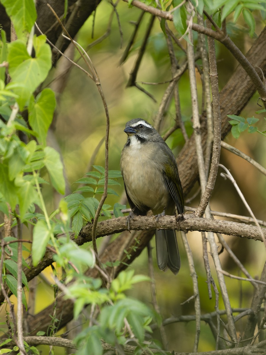 Saltator olive - ML636623380