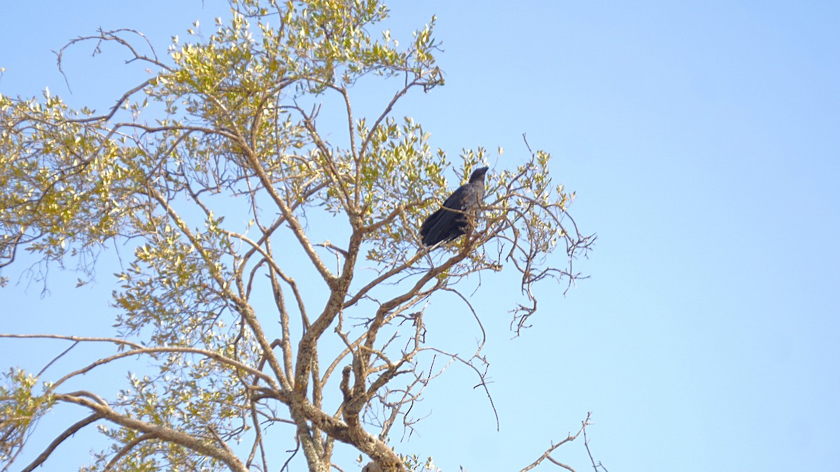 Somali Crow - ML636623444