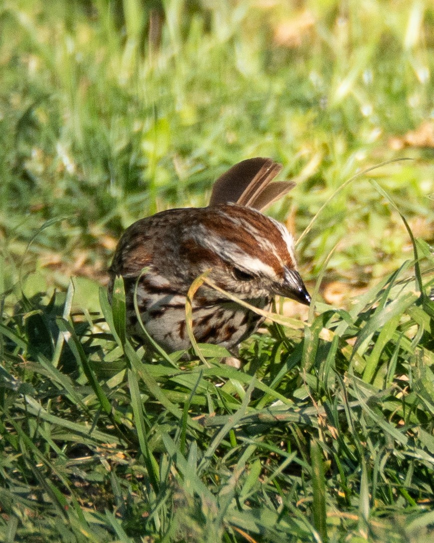 Song Sparrow - ML636623446