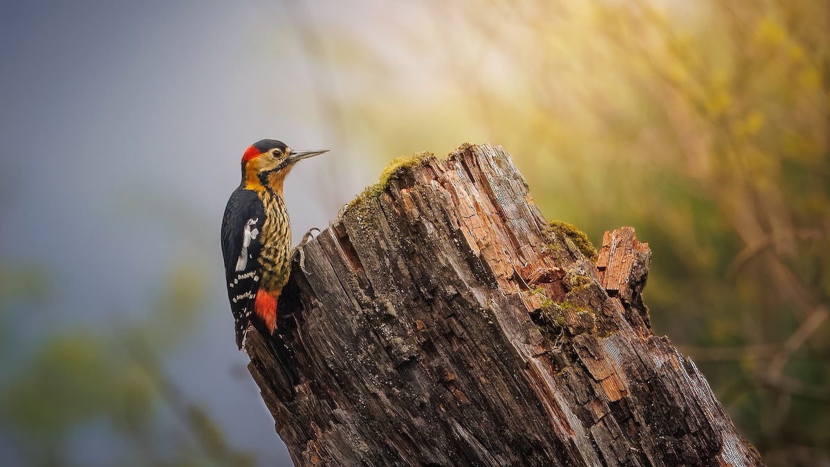 Darjeeling Woodpecker - ML636623453