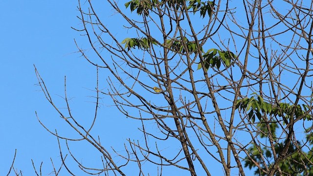 Blue-winged Warbler - ML636623455