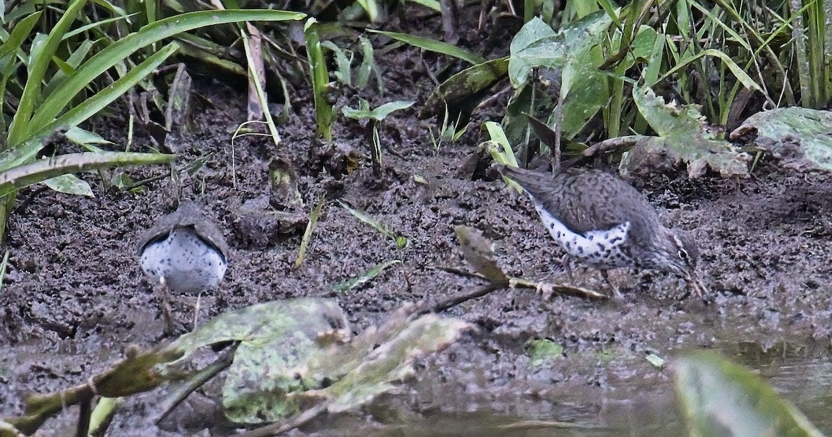 Spotted Sandpiper - ML636623508
