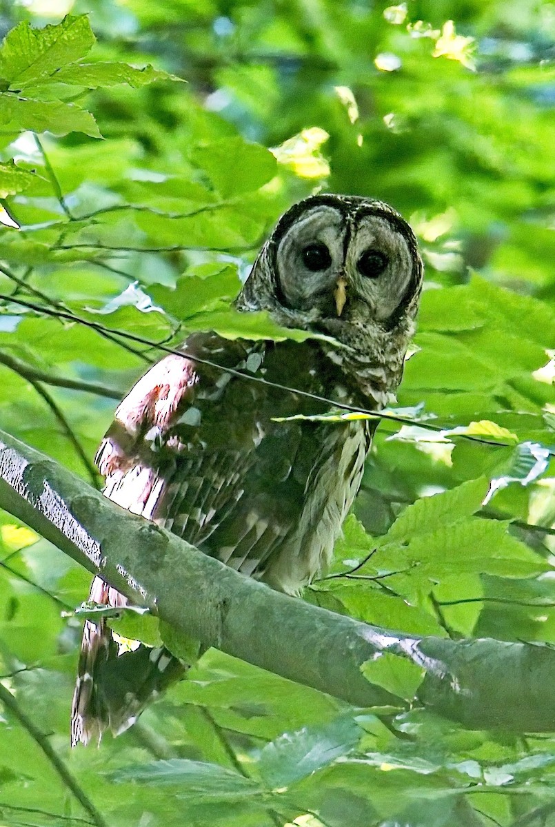 Barred Owl - ML636623554