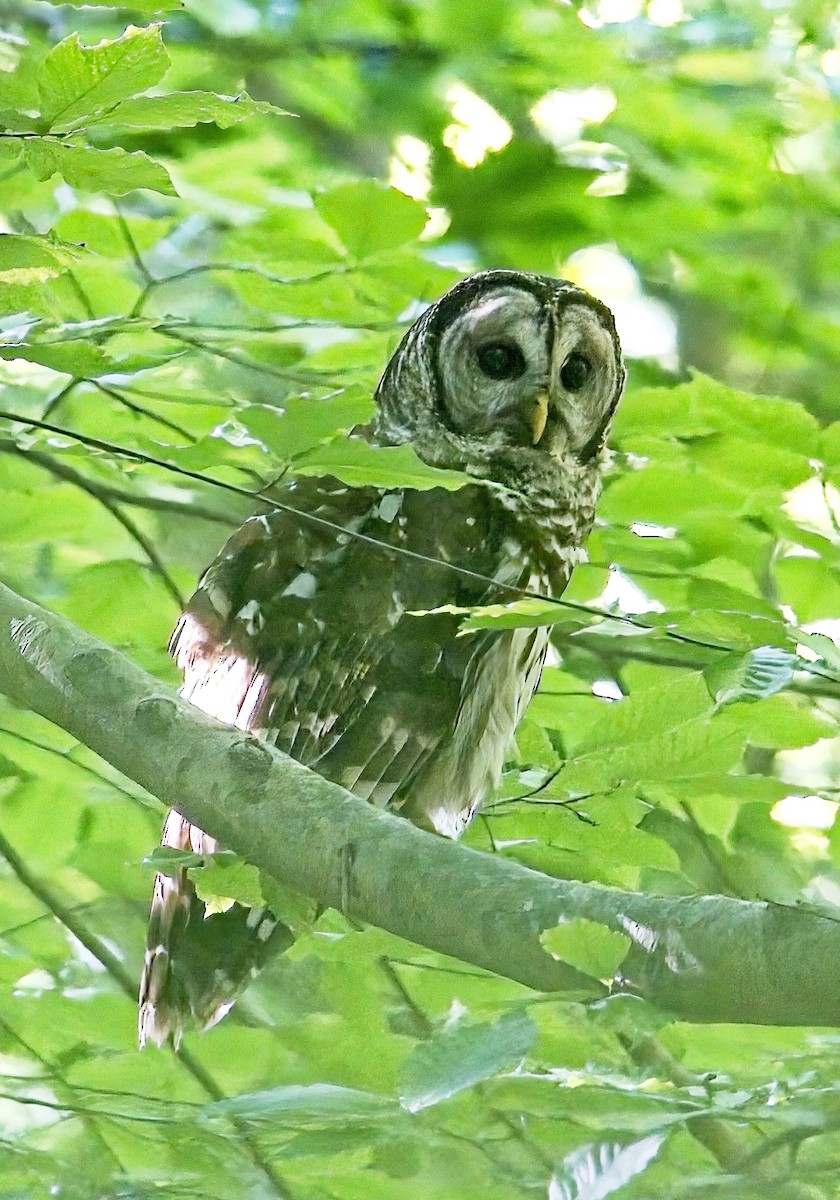 Barred Owl - ML636623555