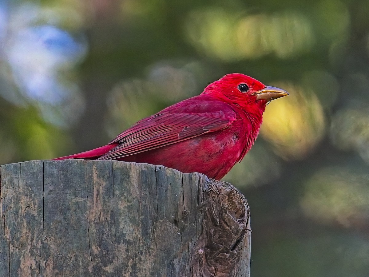 Summer Tanager - ML636623626