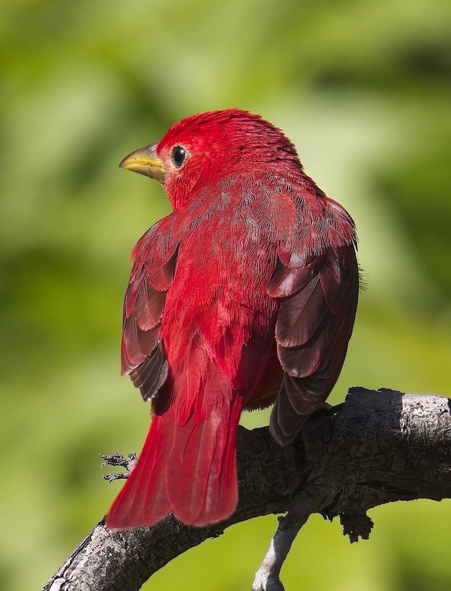 Summer Tanager - ML636623627