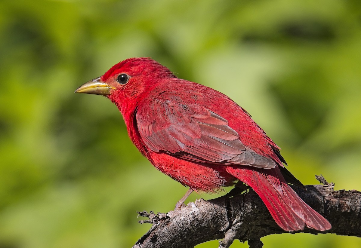 Summer Tanager - ML636623628