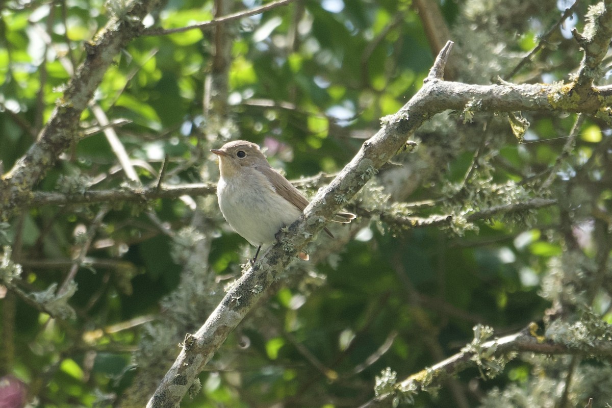 Red-breasted Flycatcher - ML636623630