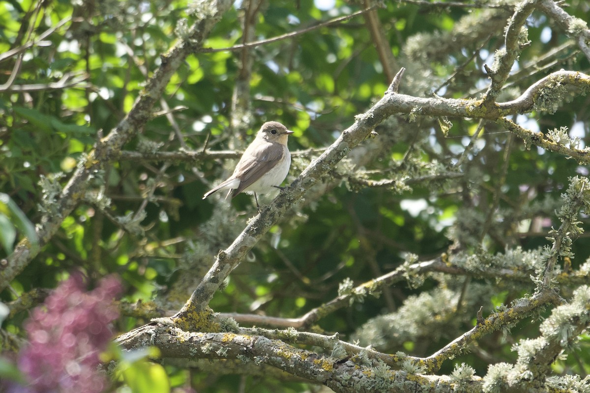 Red-breasted Flycatcher - ML636623631