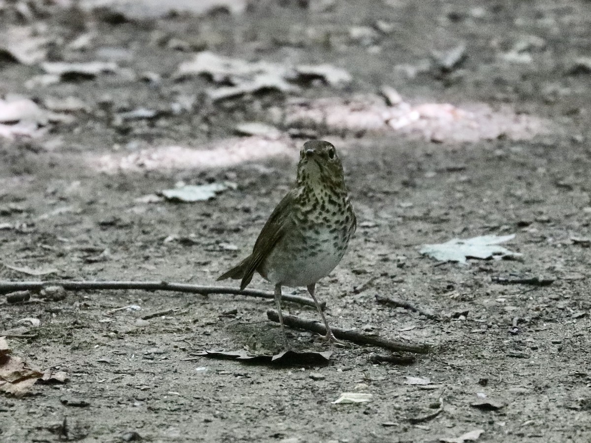 drozd západní - ML636623695