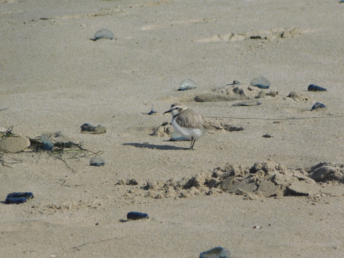 Snowy Plover - ML636623707