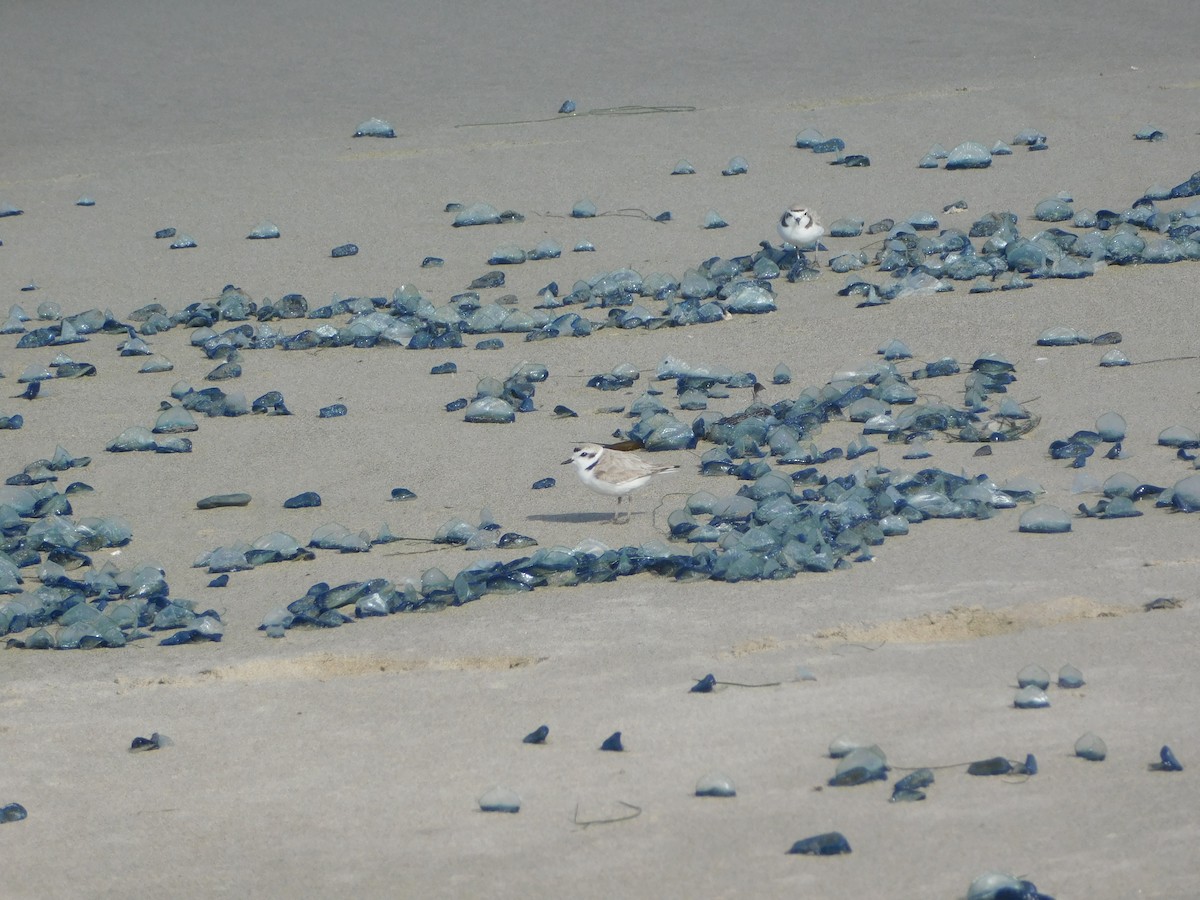 Snowy Plover - ML636623718