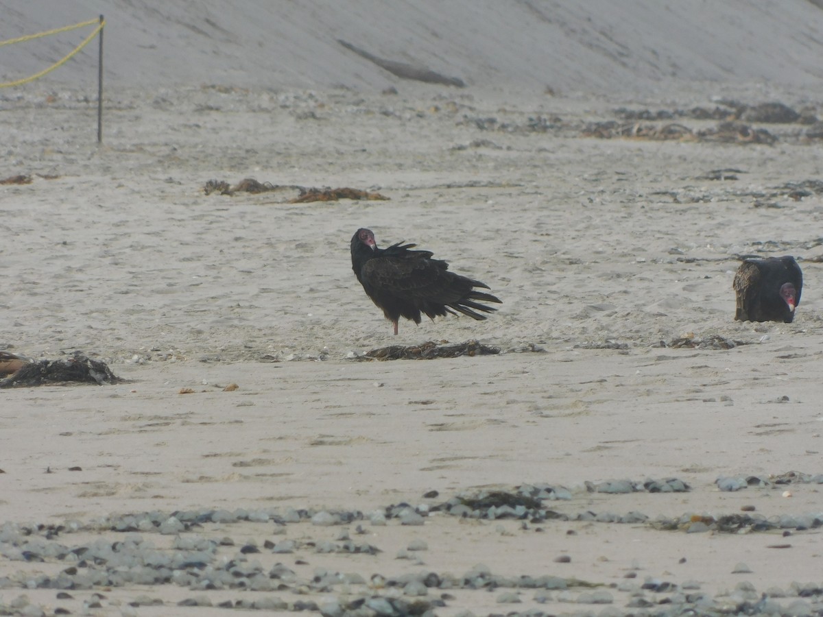 Turkey Vulture - ML636623740