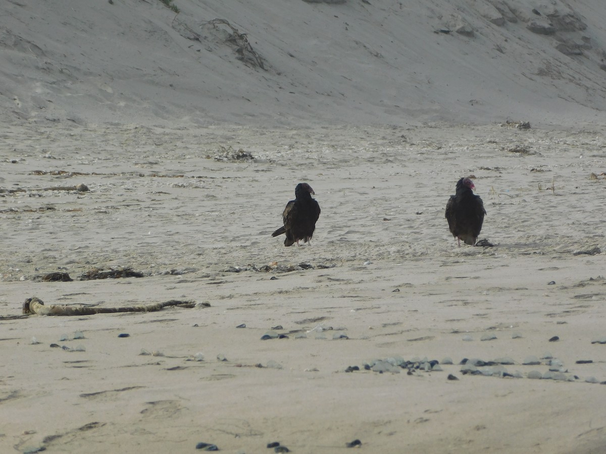 Turkey Vulture - ML636623752