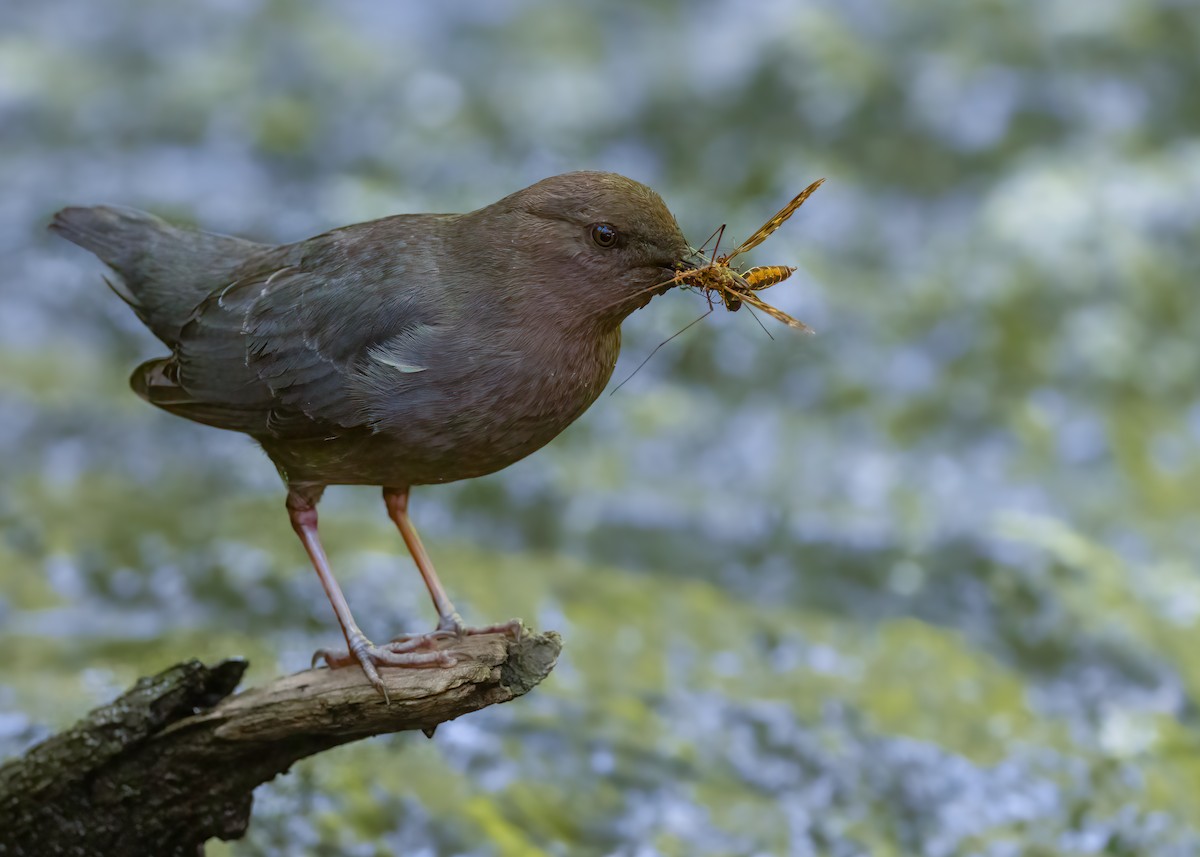 American Dipper - ML636623837
