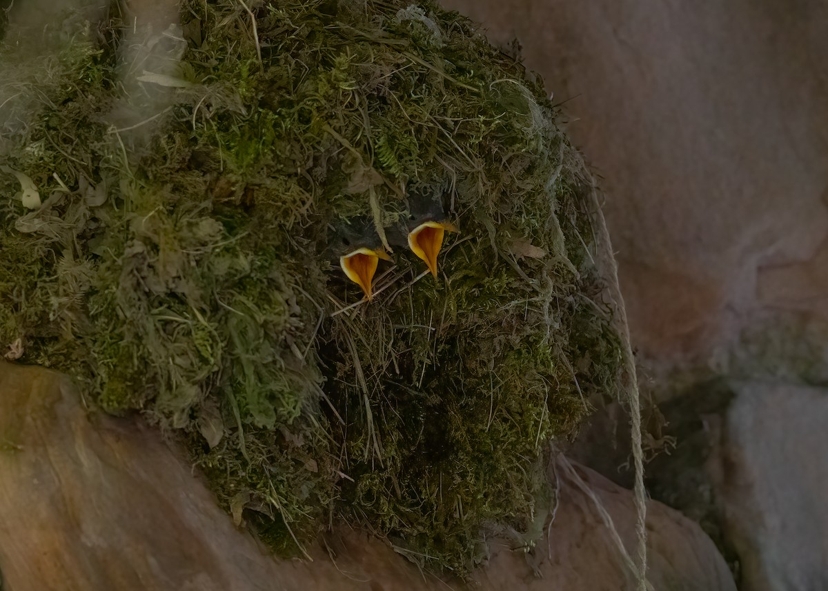 American Dipper - ML636623840