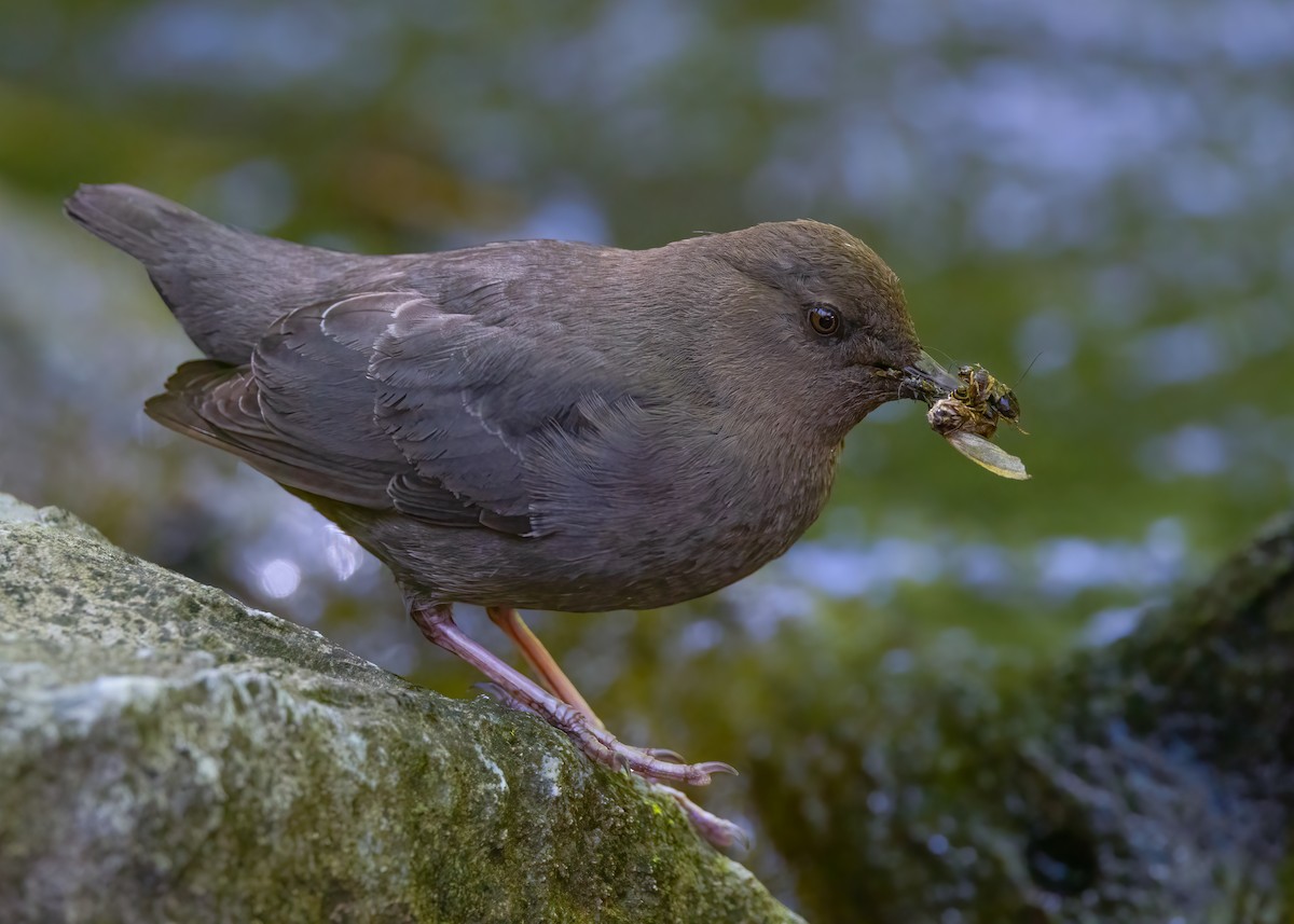 American Dipper - ML636623844
