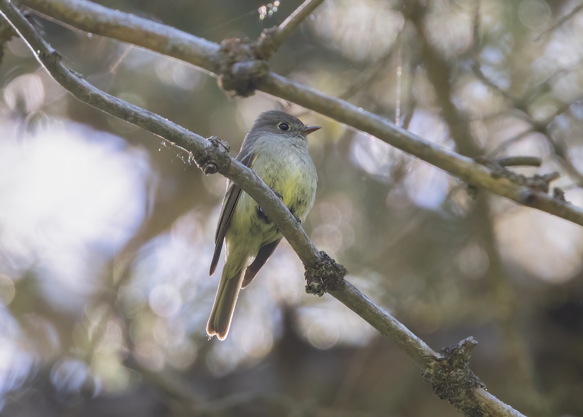 Hammond's Flycatcher - ML636623846