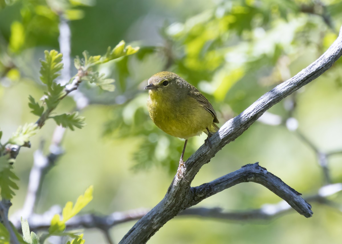 Orange-crowned Warbler - ML636623851