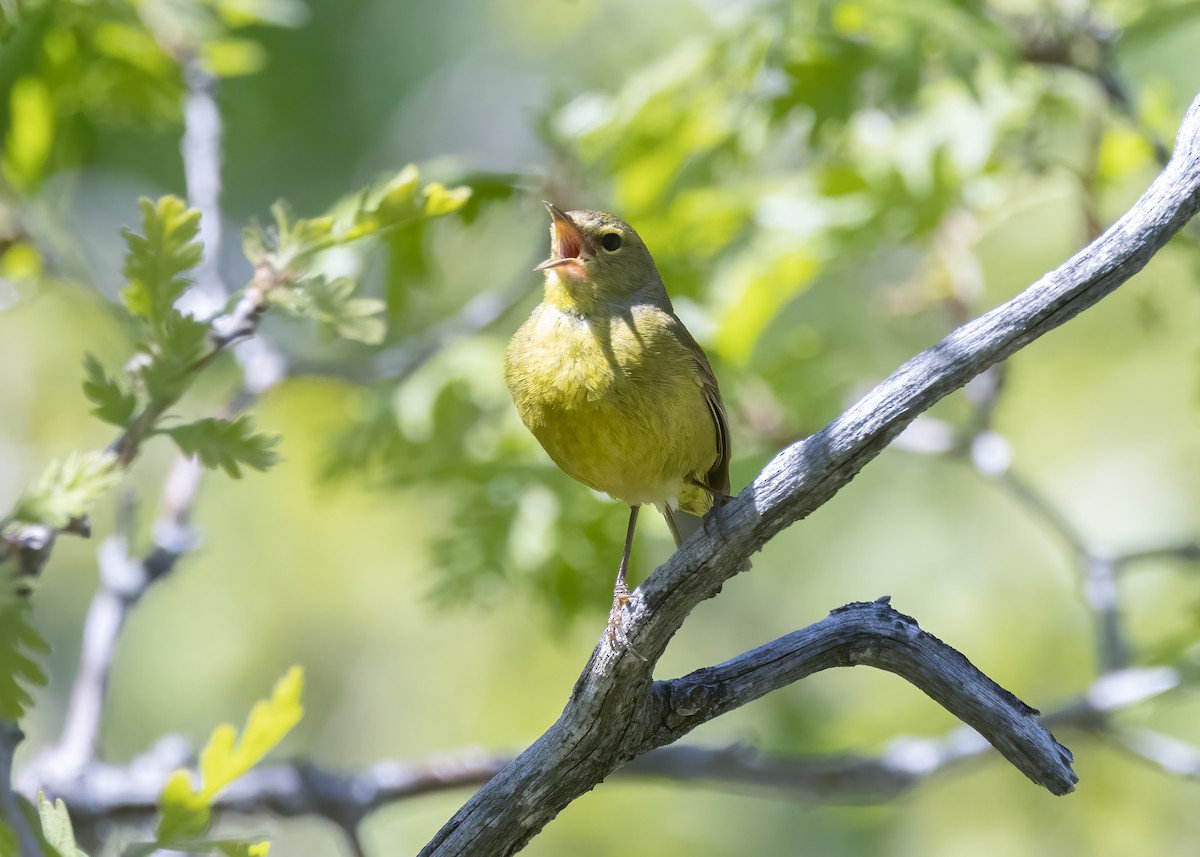 Orange-crowned Warbler - ML636623854