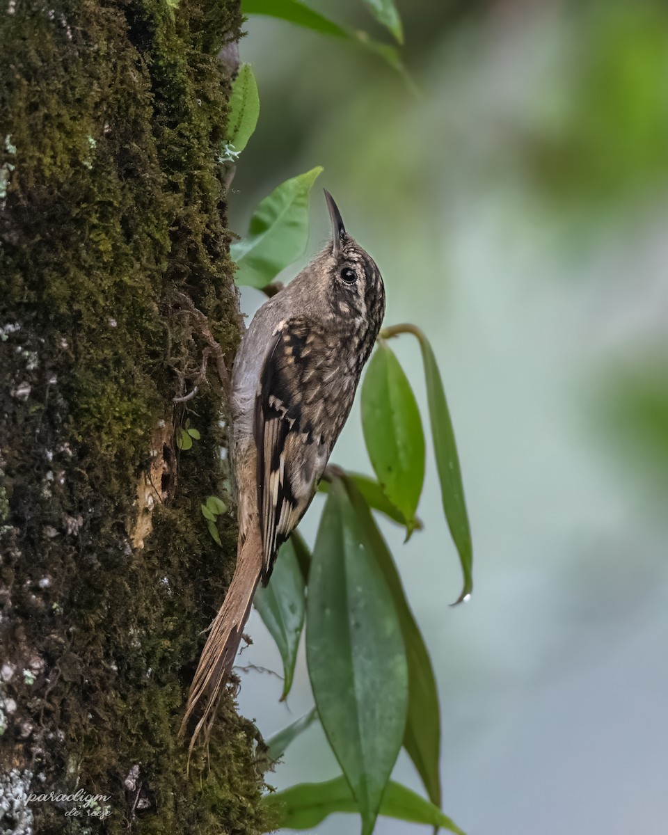 Sikkim Treecreeper - ML636623872