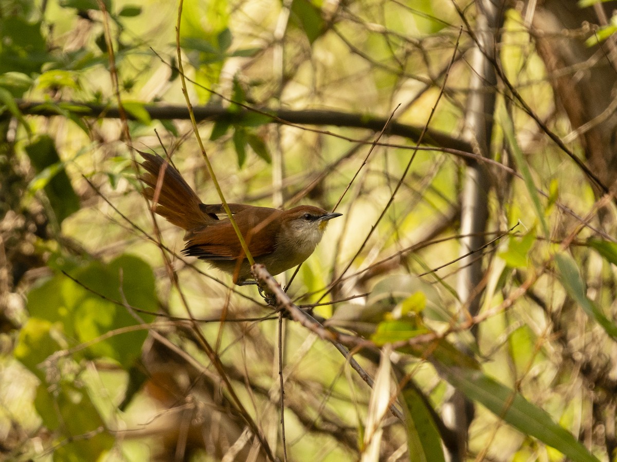Synallaxe à gorge jaune - ML636623911