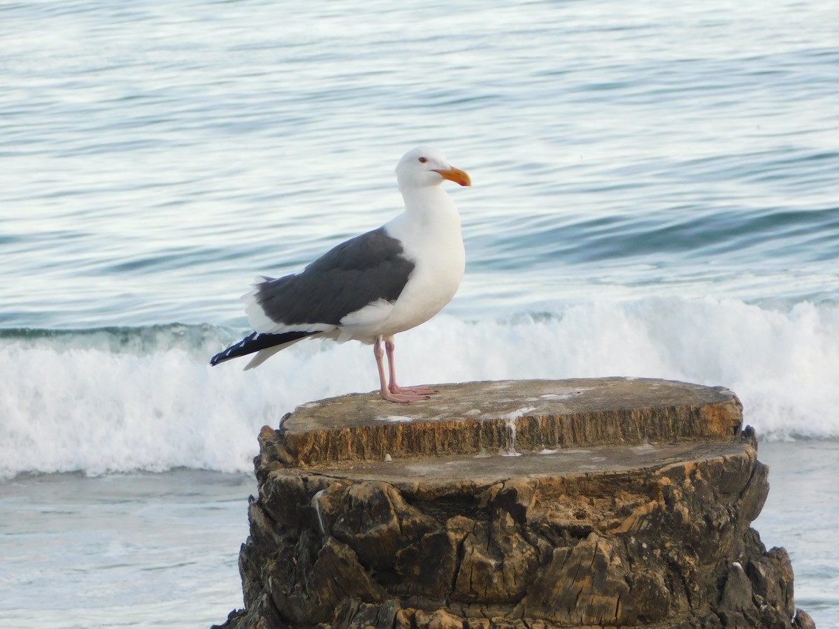 Western Gull - ML636623962