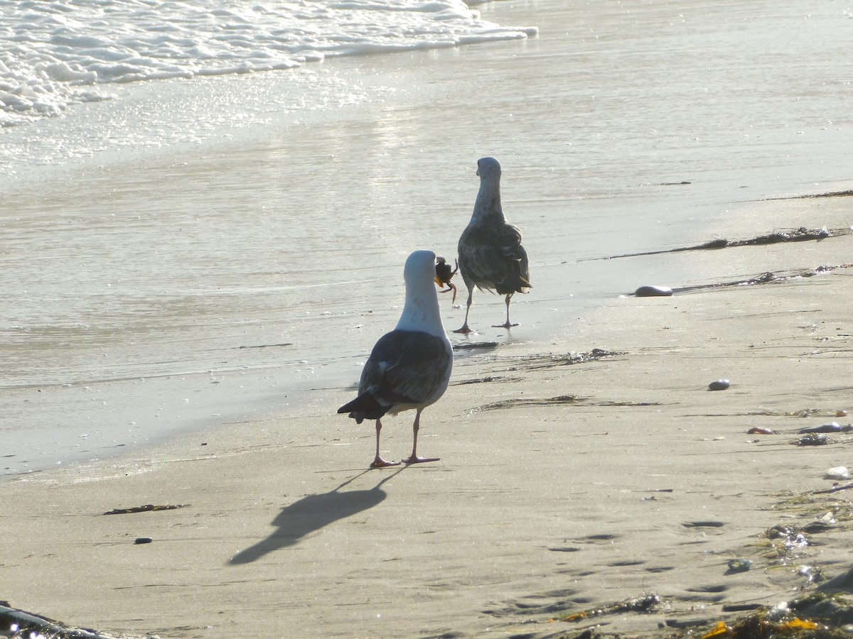 Western Gull - ML636623982