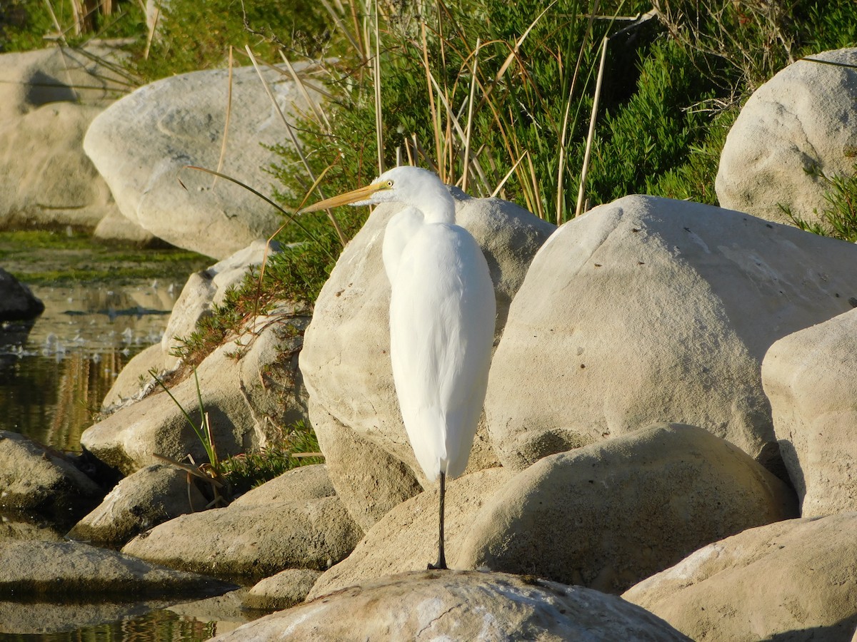 Great Egret - ML636624014