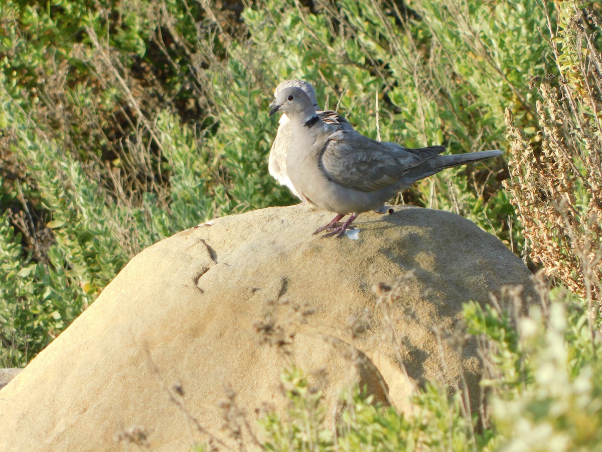 Eurasian Collared-Dove - ML636624025