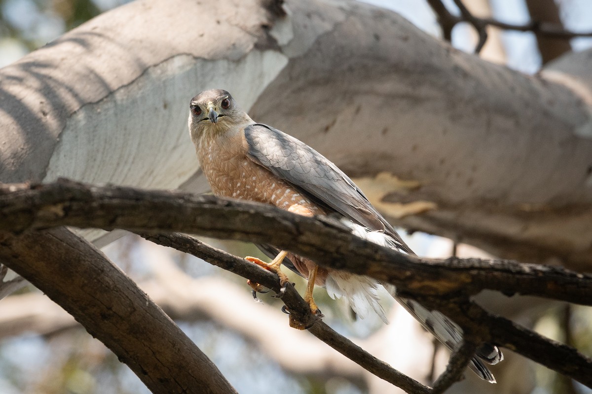 Cooper's Hawk - ML636624043