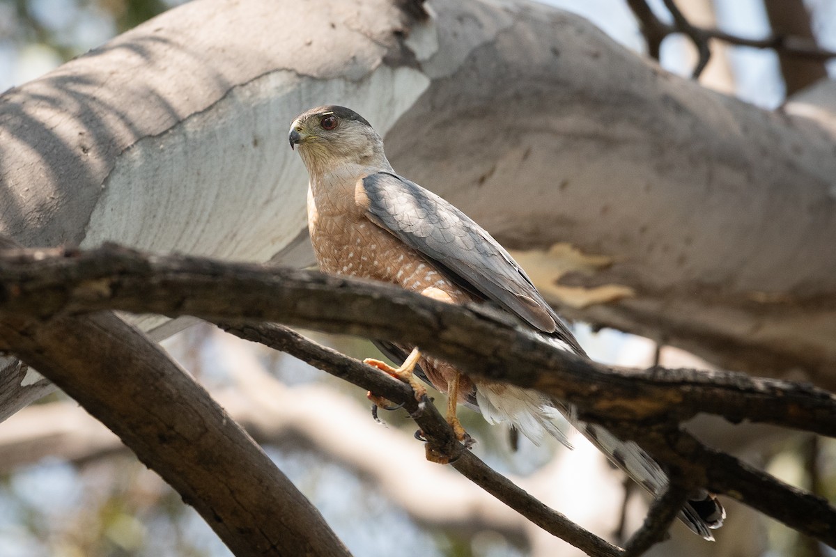 Cooper's Hawk - ML636624048