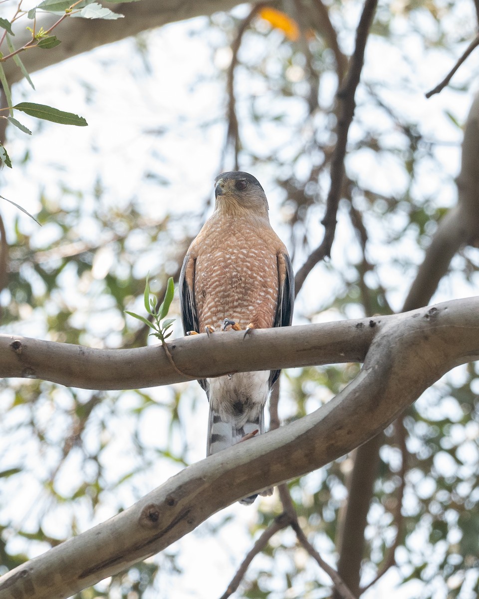 Cooper's Hawk - ML636624049