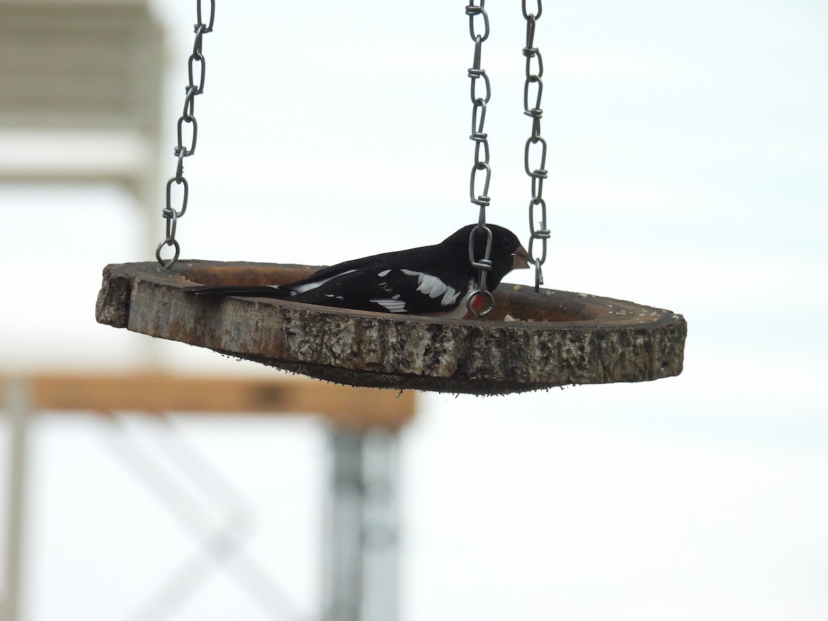 Rose-breasted Grosbeak - ML636624076