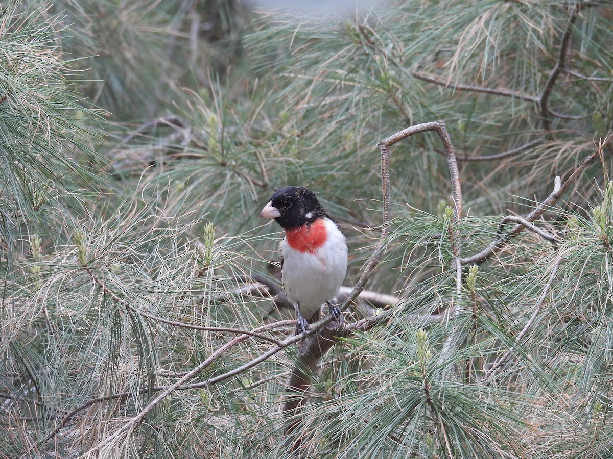 Rose-breasted Grosbeak - ML636624079