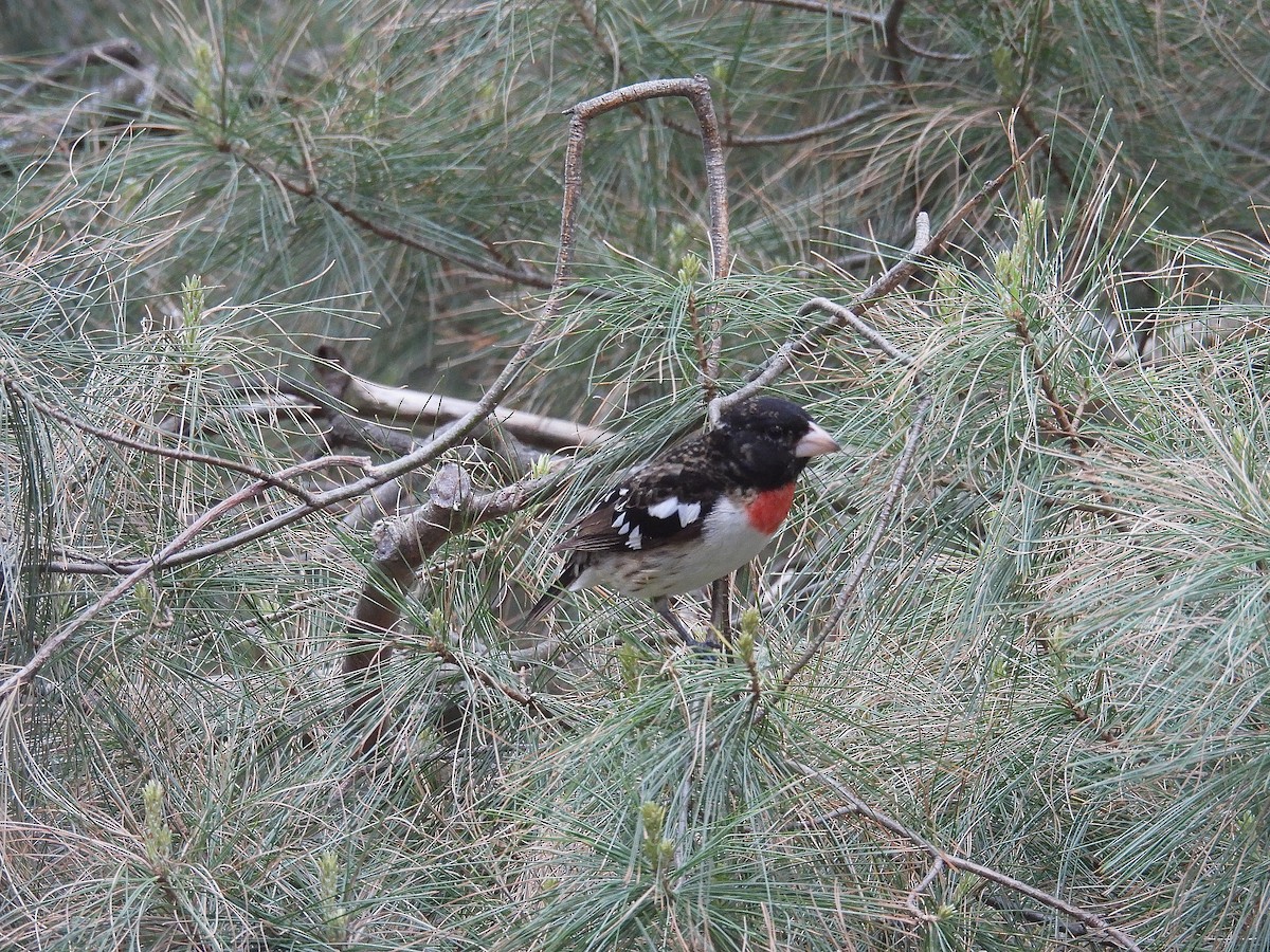 Rose-breasted Grosbeak - ML636624080