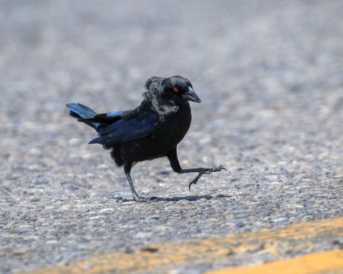Bronzed Cowbird - ML636624108