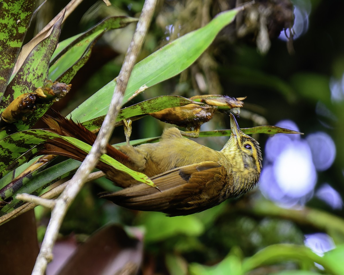 Scaly-throated Foliage-gleaner - ML636624115