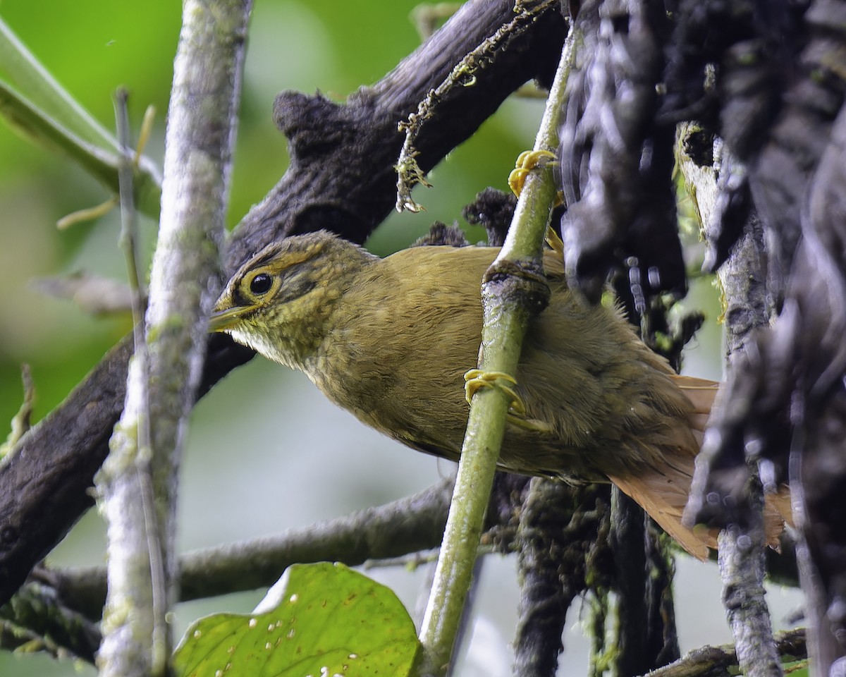 Scaly-throated Foliage-gleaner - ML636624116