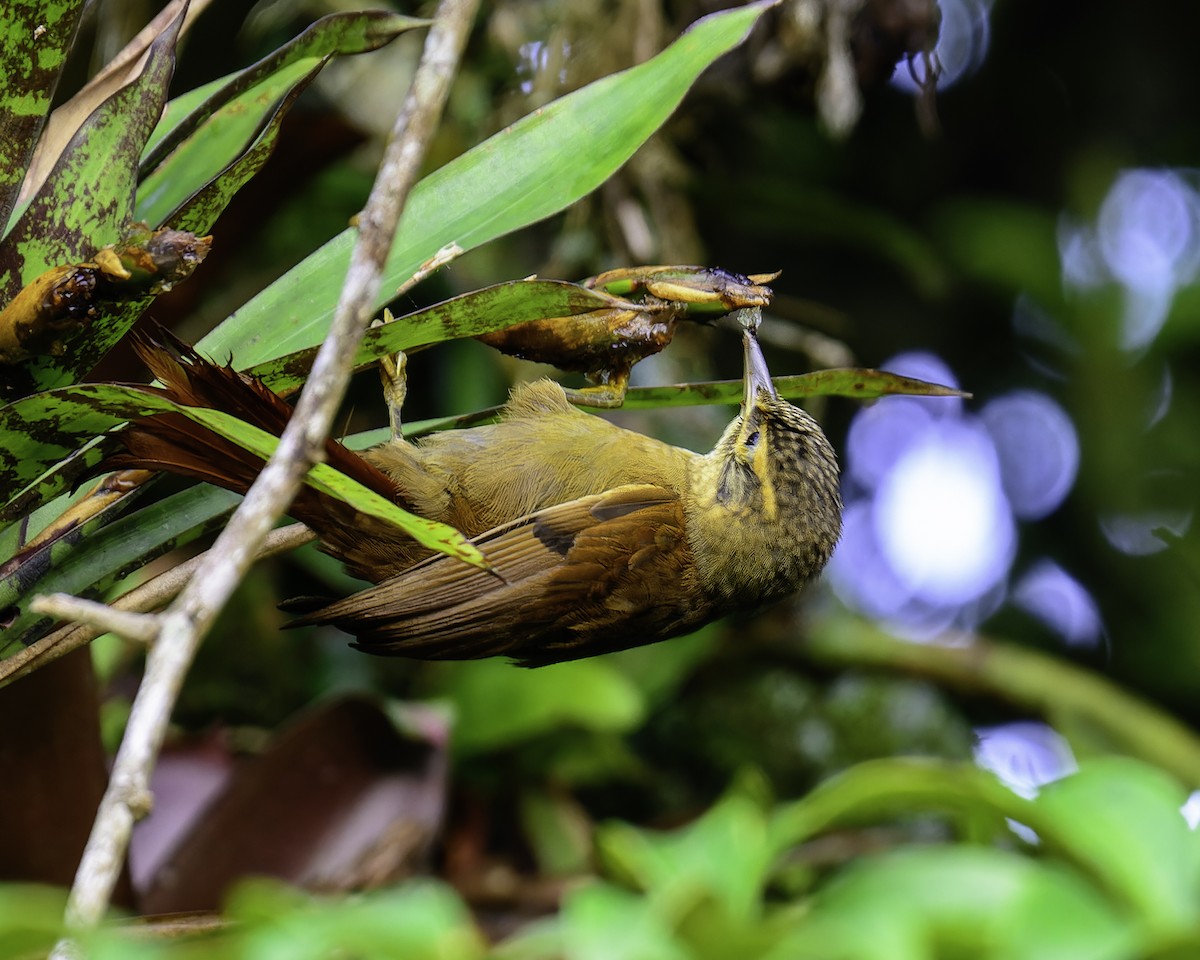 Scaly-throated Foliage-gleaner - ML636624117