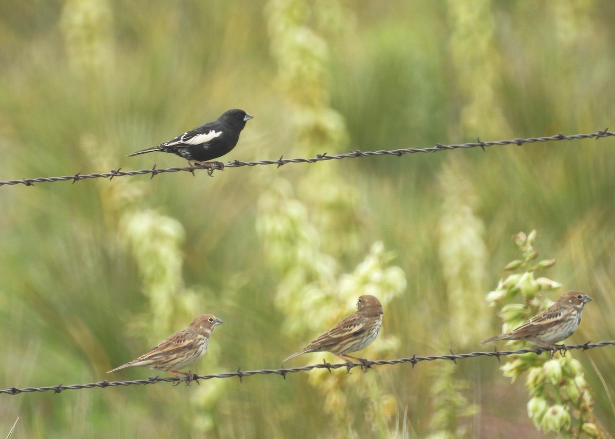 Lark Bunting - ML636624177