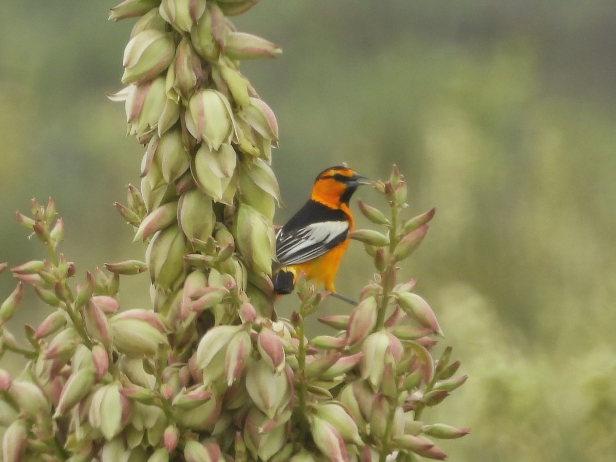 Bullock's Oriole - ML636624192
