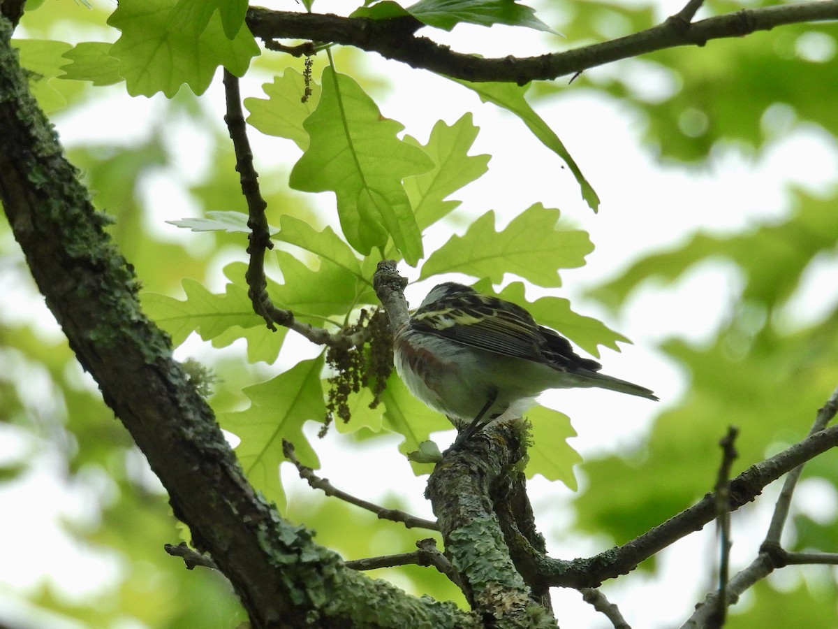 Chestnut-sided Warbler - ML636624202
