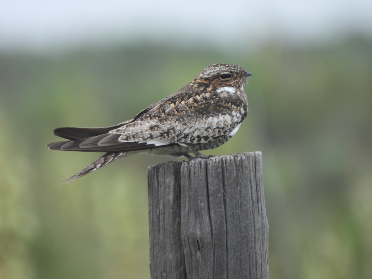 Common Nighthawk - ML636624215