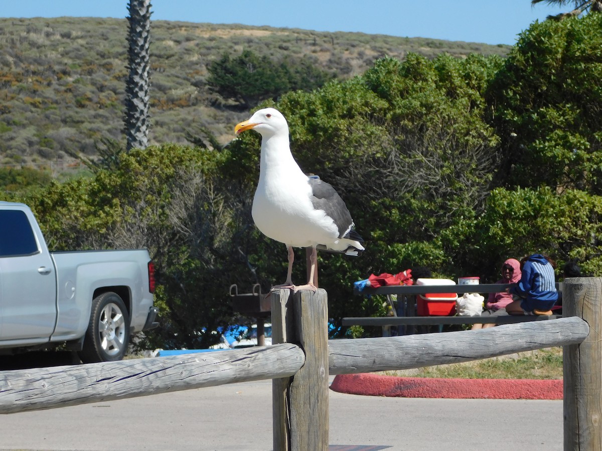 Goéland d'Audubon - ML636624282