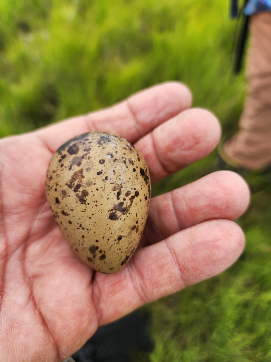 Red Knot - ML636624297
