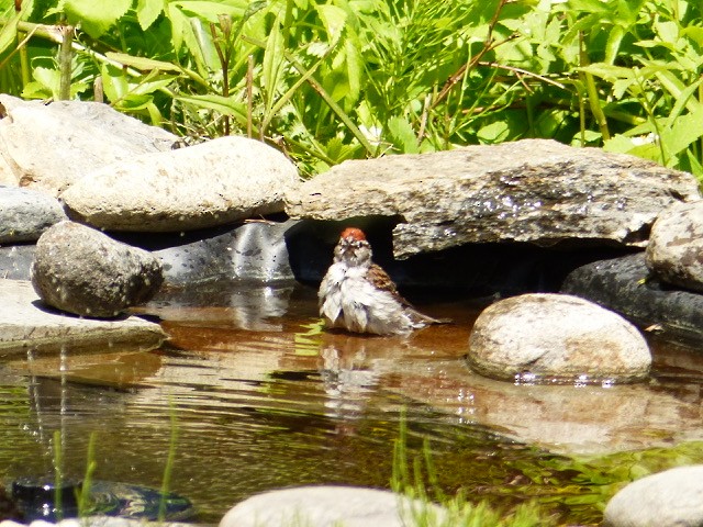 Schwirrammer - ML636624349